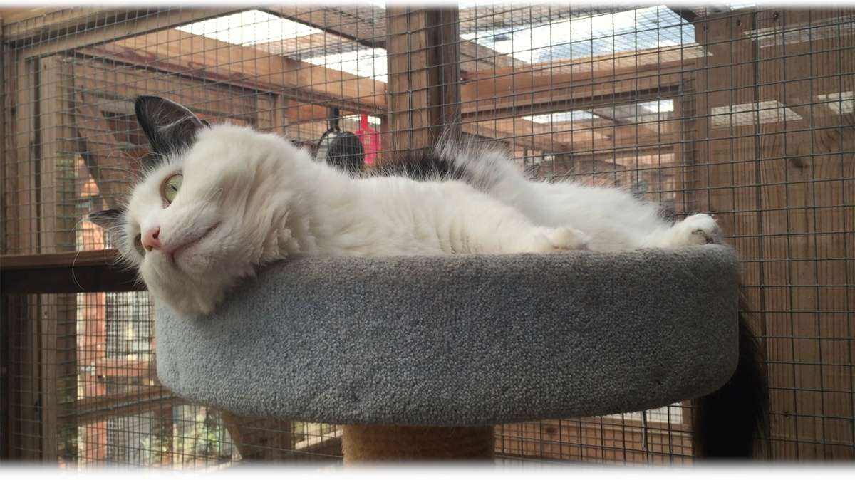 Phoebe in The Cats Whiskers cattery, West London